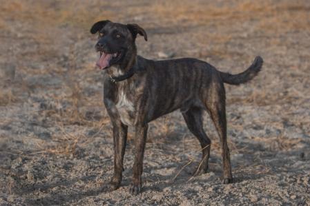 Taisho ha trabajado duro en su proceso de adiestramiento.&nbsp;