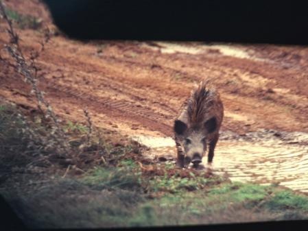 Un jabalí refrescándose en el lodo.