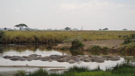 Baño de hipopótamos.
