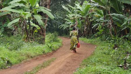 Camino a la cascada.