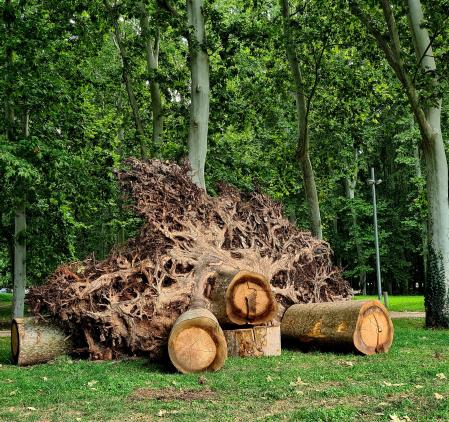 Las gigantes raíces del árbol.