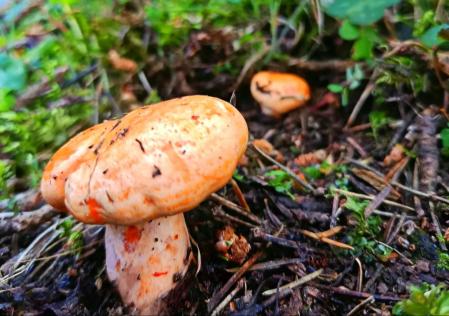 Robellones en el Berguedà.