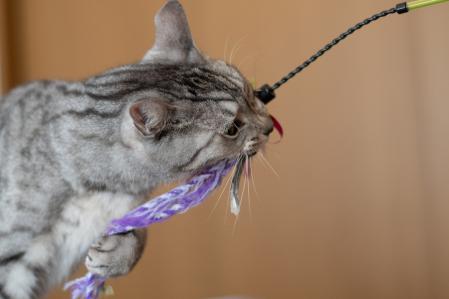 Un juguete colgante es una buena opción.&nbsp;