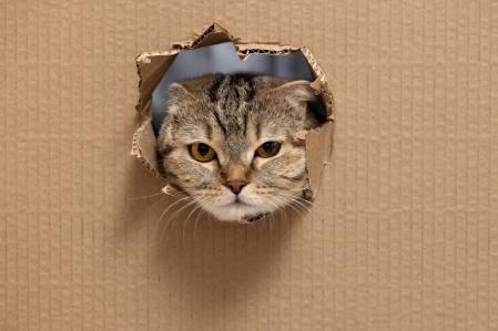 El cartón puede ser tu mejor aliado.