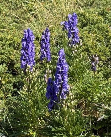 El acónito azul en la Vall de Núria.