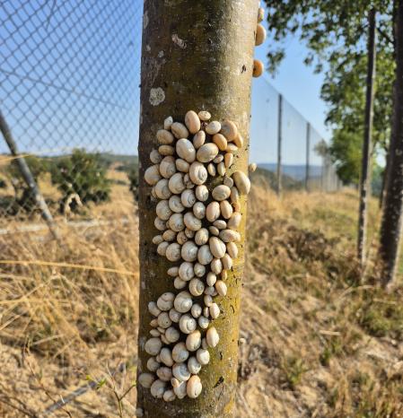Caracoles preparados para resistir el calor.