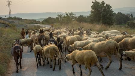 Rebaño sigue el camino marcado por Raquel.