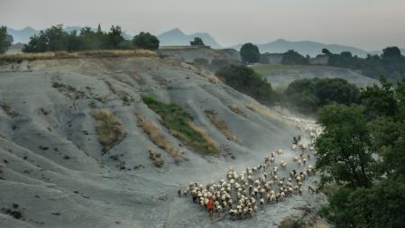 Raquel lleva el ritmo y las ovejas la acompañan.