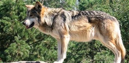 Lobo en Cabárceno (CABÁRCENO / Europa Press)