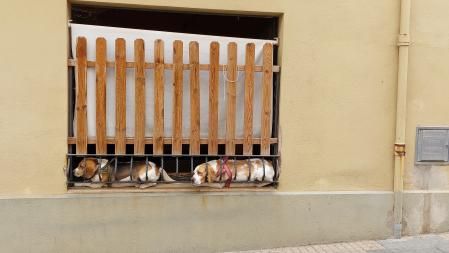 Perritos aburridos en un balcón de Girona.