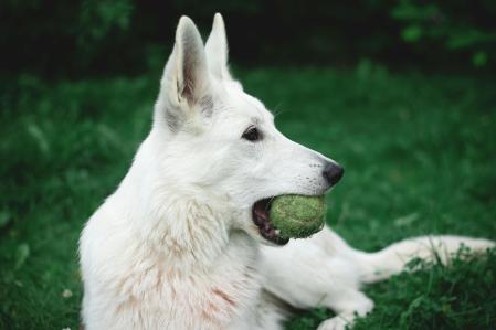 Perro mordiendo una pelota