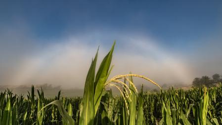Campos de maíz con arcos de niebla detrás.