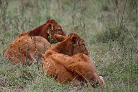 Dos terneros tumbados con mirada perdida en estado de meditación.