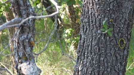 La solución con la posición de la mariposa señalizada en amarillo.
