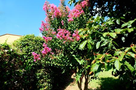 Árbol de Júpiter en flor, en el jardín de las clarisas de Vilobí d'Onyar.