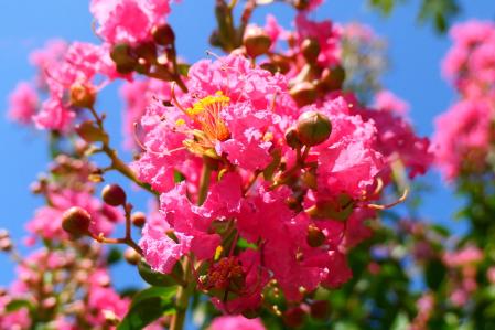 Árbol de Júpiter en flor, en el jardín de las clarisas de Vilobí d'Onyar.