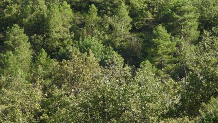 Reto visual: ¿Puedes ver al abejaruco en el bosque?