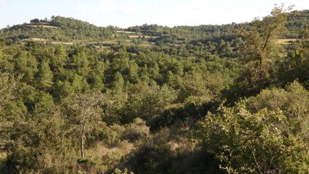 Reto visual: ¿Dónde está el abejaruco?