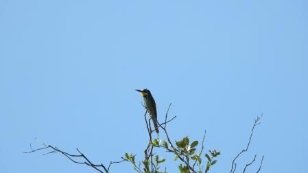 Abejaruco que estamos buscando.
