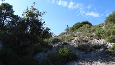 Solución al Reto visual del abejaruco.