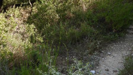 Reto visual: ¿Eres capaz de encontrar a la mariposa?