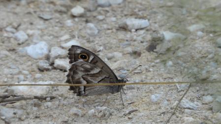 La mariposa que buscamos, en detalle.