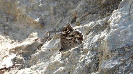 Detalle de la mariposa que buscamos.