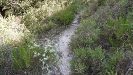 Solución al Reto visual de la mariposa.