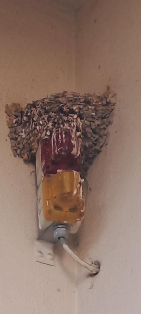 Nido de vencejos con alta tecnología en detección de ocupación, en Tomares (Sevlla).