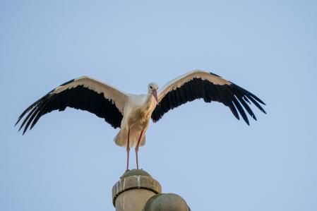 El despertar de la cigüeña, en Manlleu.