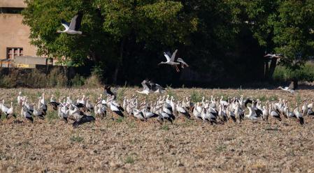 Cigüeñas en Gurb.