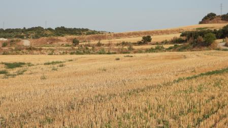 Reto visual: ¿Eres capaz de encontrar al buitre?