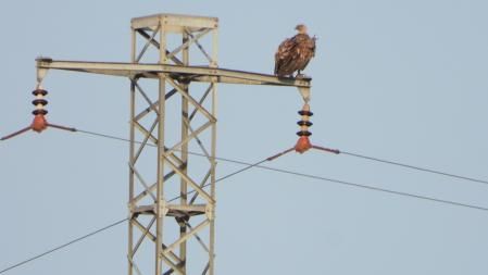 Detalle del buitre que buscamos.