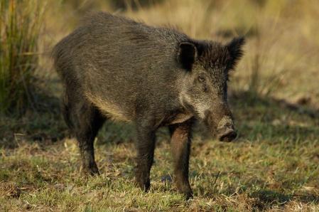 Imagen de un ejemplar de jabalí