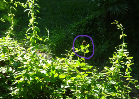 El círculo señala la posición de la mariposa.