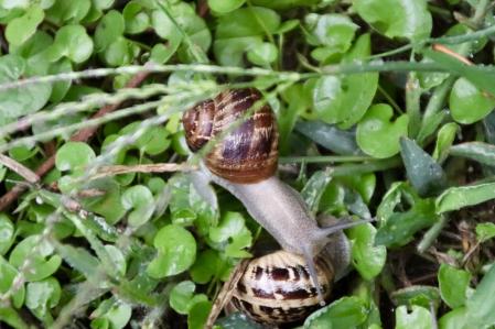 Caracoles tras la lluvia en Palafrugell.