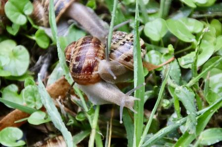 Caracoles tras la lluvia en Palafrugell.