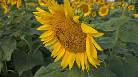 Espléndido campo de girasoles, en Osona.