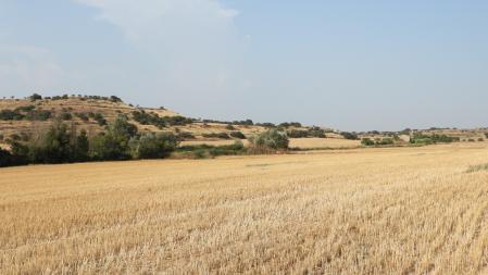 Reto visual: ¿Dónde se encuentra el aguilucho?