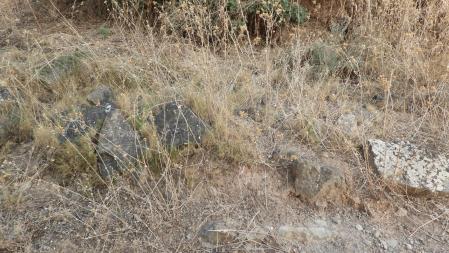 Reto visual: ¿Puedes encontrar a la polilla en esta foto?