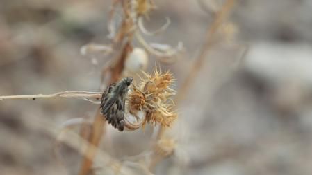 Detalle de la polilla que buscamos.