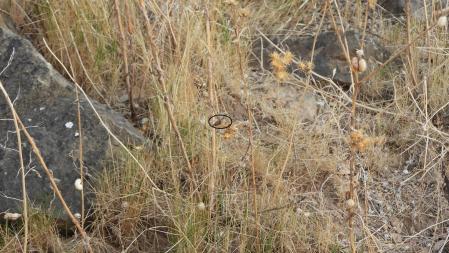 La solución al Reto visual de la polilla.