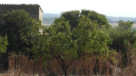 La solución al Reto visual del alcaudón.