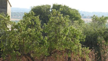 La posición del alcaudón señalizada.