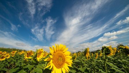 Girasoles en Osona.