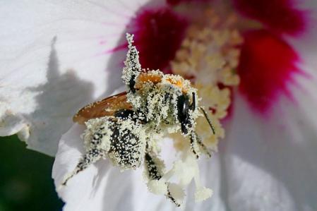 Abejorro bombus a tope de polen en una flor del jardín de las clarisas de Vilobí d'Onyar.