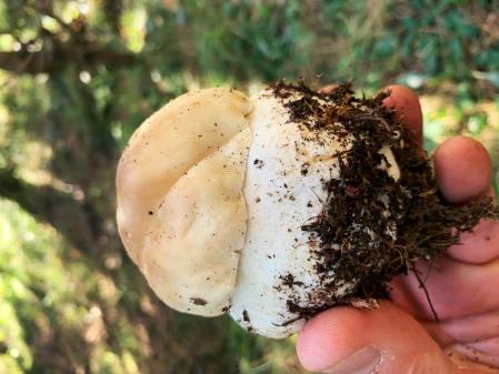 Setas tras las lluvias.