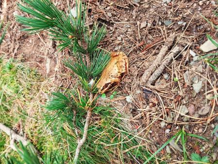 Setas tras las lluvias.