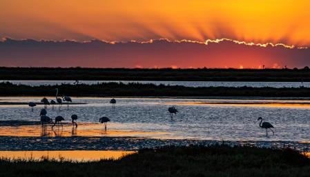 El amanecer de los flamencos en el Delta del Ebro.