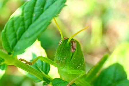 Ninfa de la langosta egipcia.